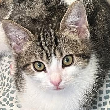 Blizzard, an adoptable mixed breed in Santa Clara, CA image 1/6