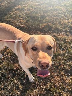 Funtyk, an adopted Labrador Retriever in Warrington, PA image 1/6