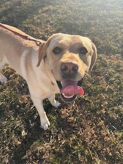 Funtyk, an adopted Labrador Retriever in Warrington, PA image 2/6