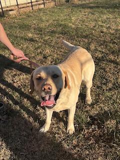 Funtyk, an adopted Labrador Retriever in Warrington, PA image 3/6