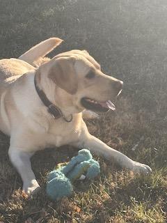 Funtyk, an adopted Labrador Retriever in Warrington, PA image 5/6