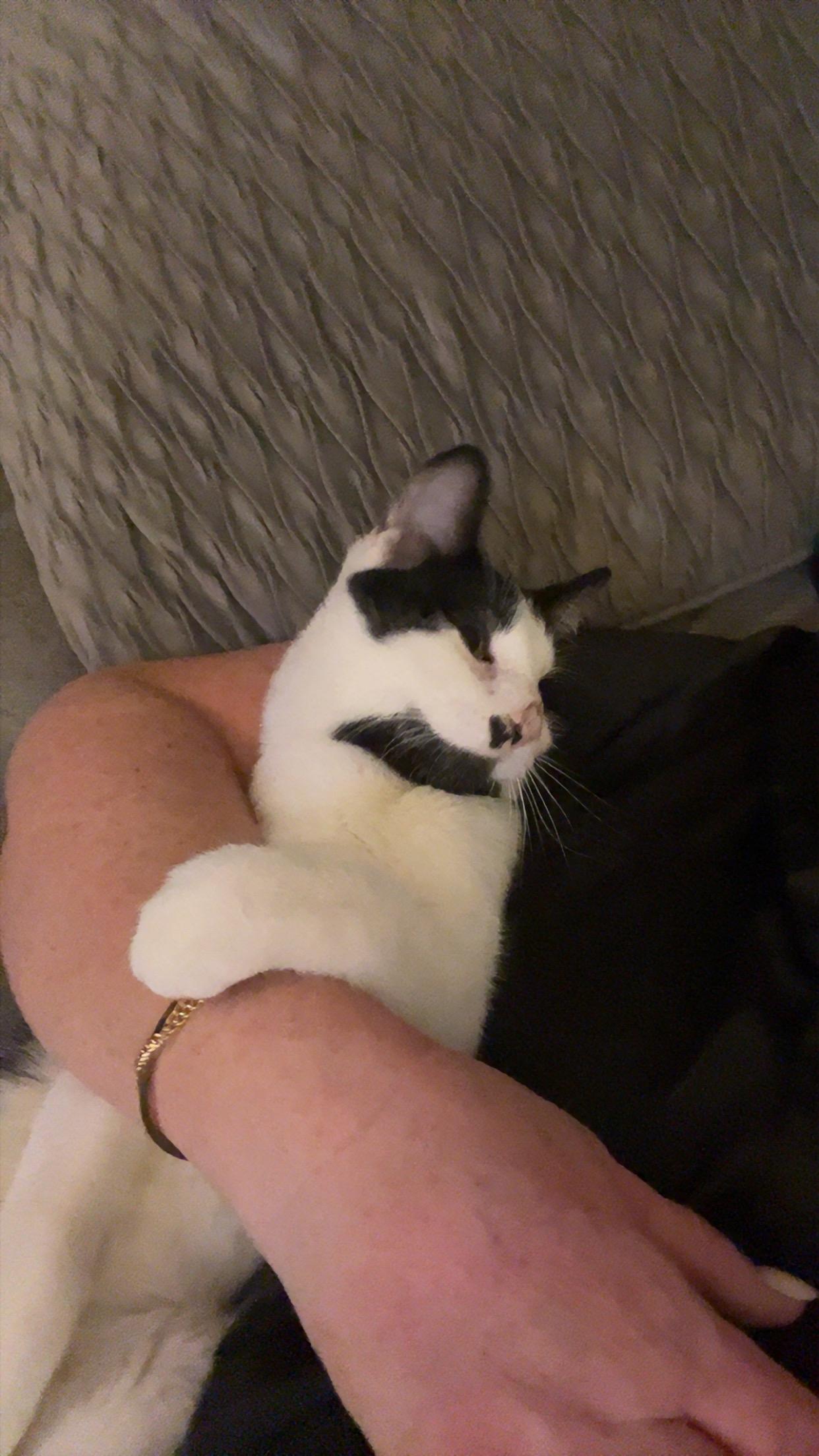 Swayze, Adoptable, Young Male Domestic Short Hair.