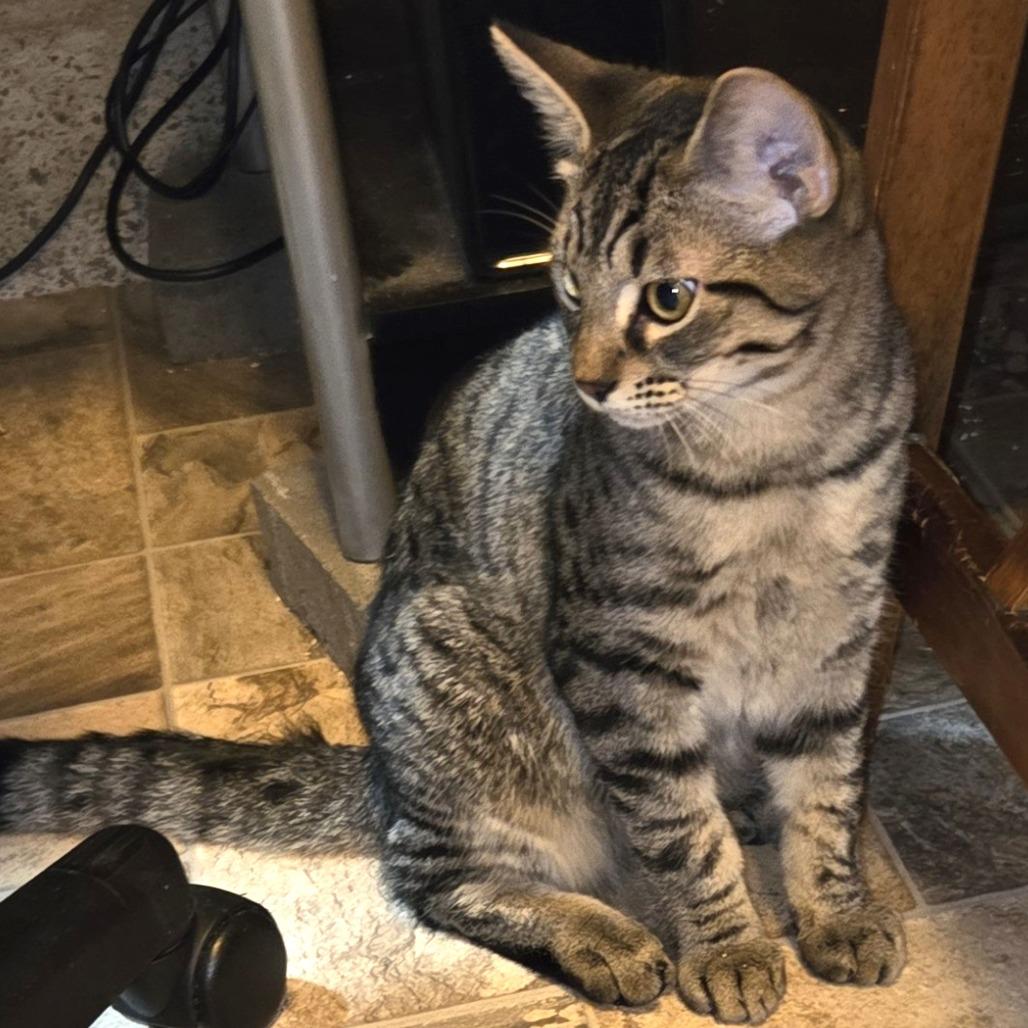 Johnny, Adoptable, Young Male Domestic Short Hair.