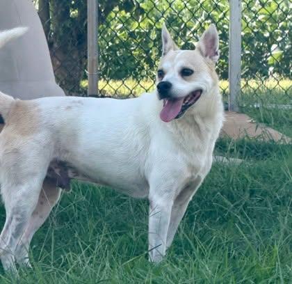 Enlarge Milo, a Adoptable Mixed Breed in Appleton, WI image 2/3