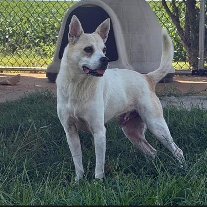 Enlarge Milo, a Adoptable Mixed Breed in Appleton, WI image 3/3