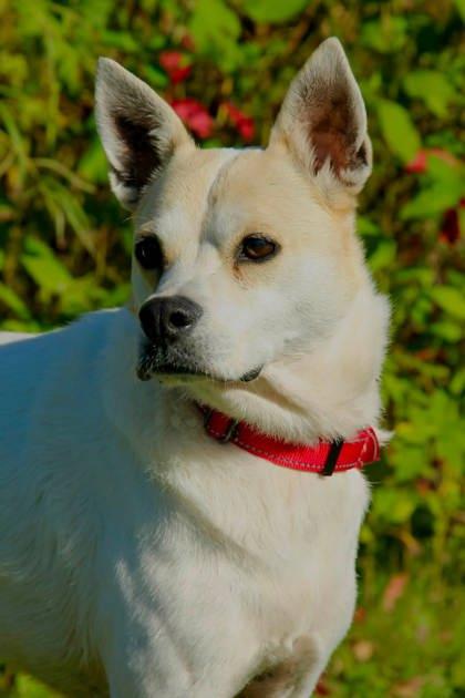 Enlarge Milo, a Adoptable Mixed Breed in Appleton, WI image 1/3