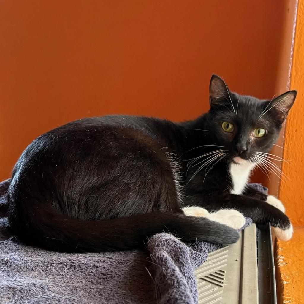 Rizzy, Adoptable, Young Female Domestic Short Hair.