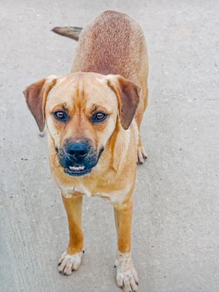 Enlarge Foster MAX!, a ADOPTABLE mixed breed in Oswego, IL image 3/4
