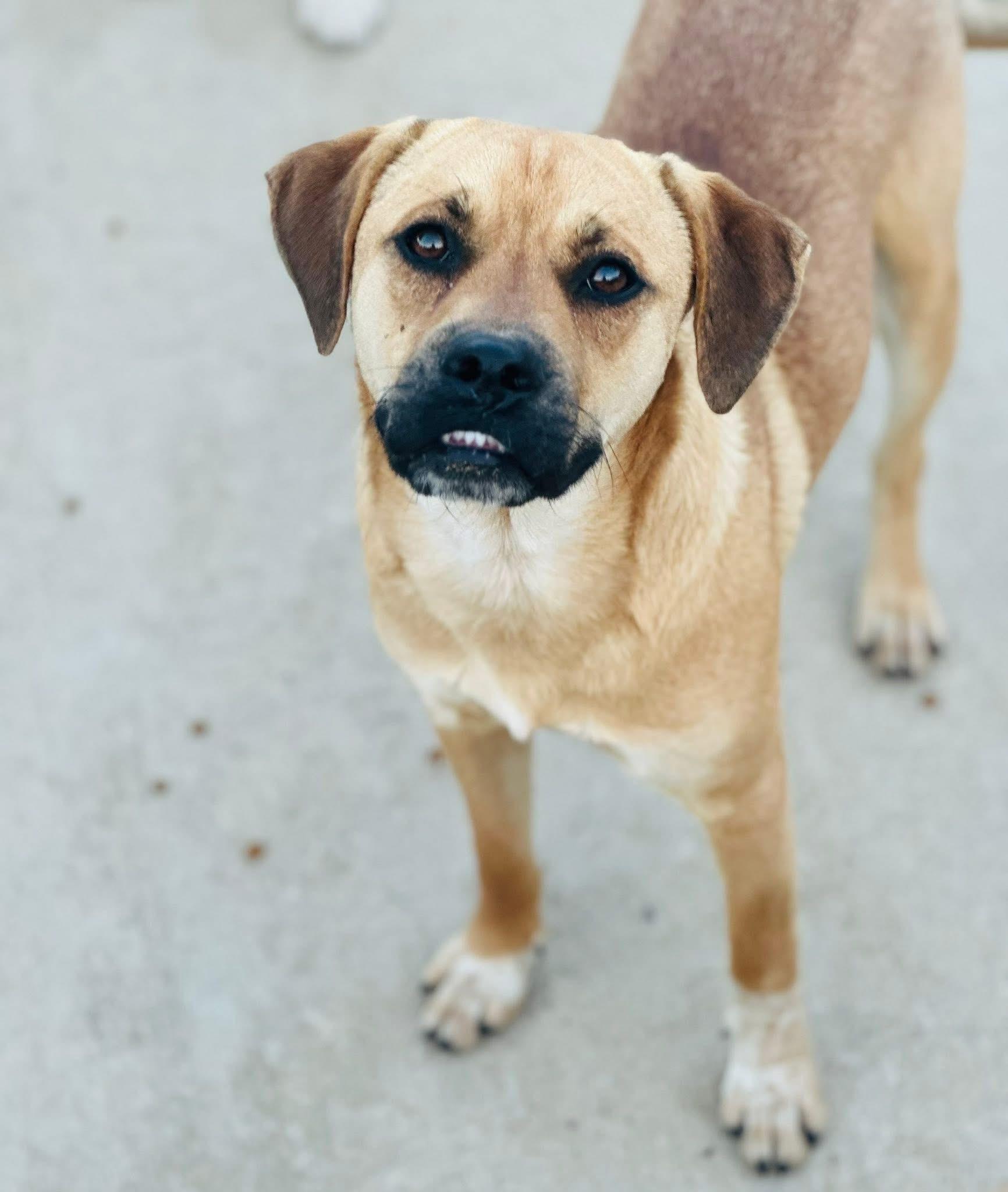 Enlarge Foster MAX!, a ADOPTABLE mixed breed in Oswego, IL image 1/4