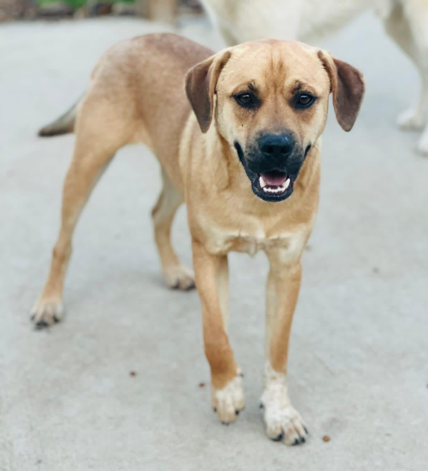 Enlarge Foster MAX!, a ADOPTABLE mixed breed in Oswego, IL image 4/4