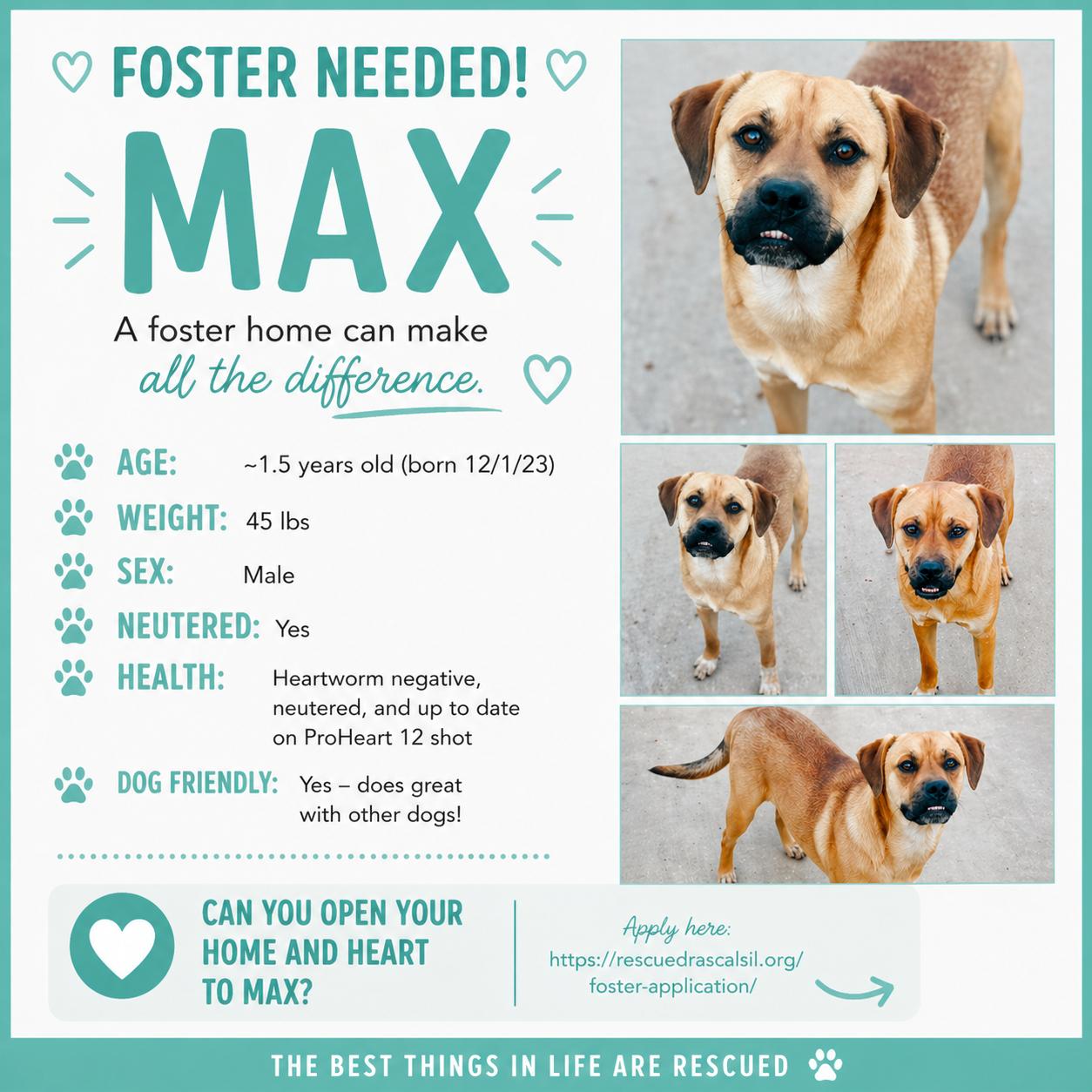 Enlarge Foster MAX!, a ADOPTABLE mixed breed in Oswego, IL image 2/4