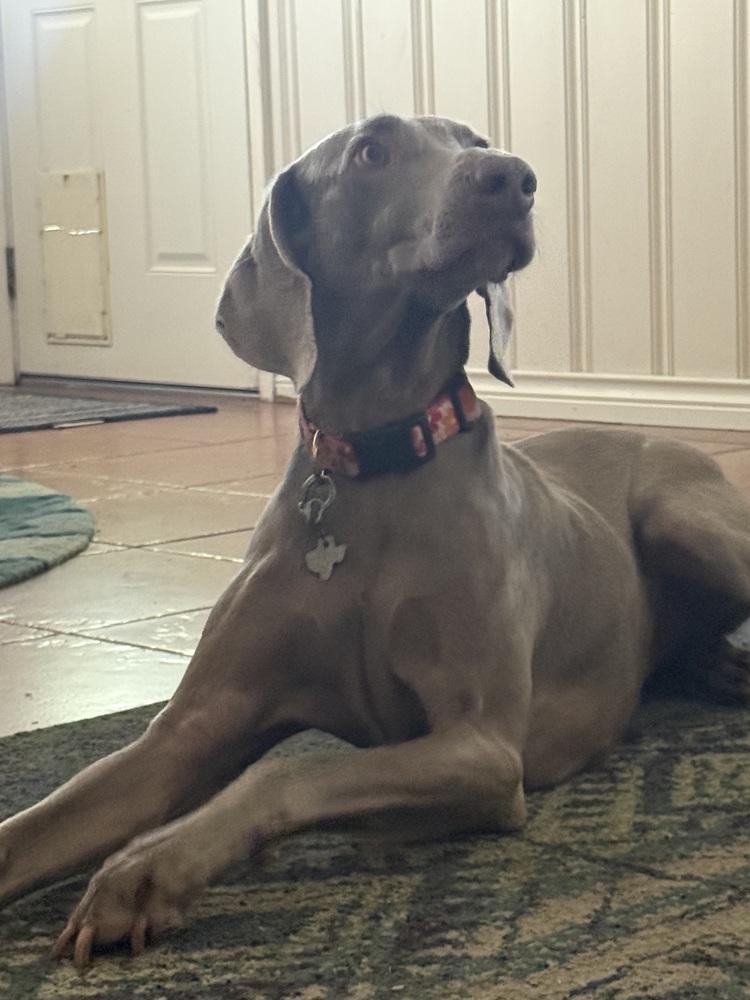 Enlarge Kimber (aka JuneBug), a Adoptable Weimaraner in Dallas, TX image 1/6