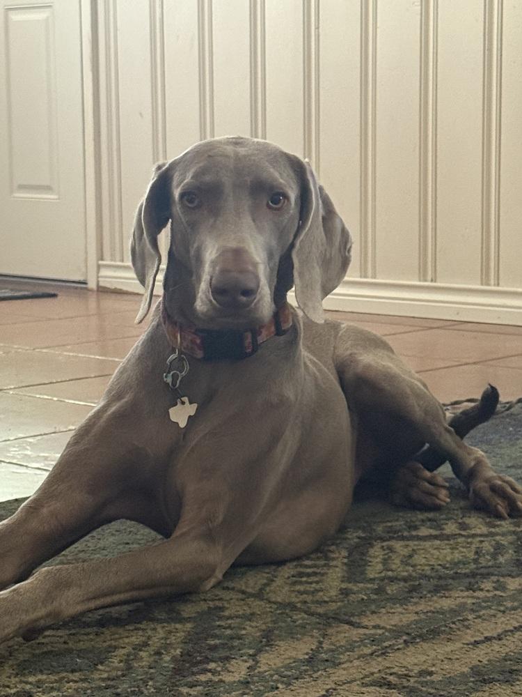 Enlarge Kimber (aka JuneBug), a Adoptable Weimaraner in Dallas, TX image 2/6