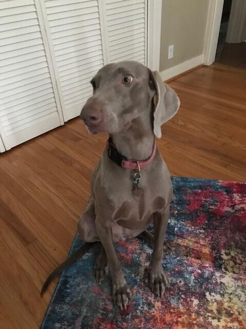Enlarge Kimber (aka JuneBug), a Adoptable Weimaraner in Dallas, TX image 3/6