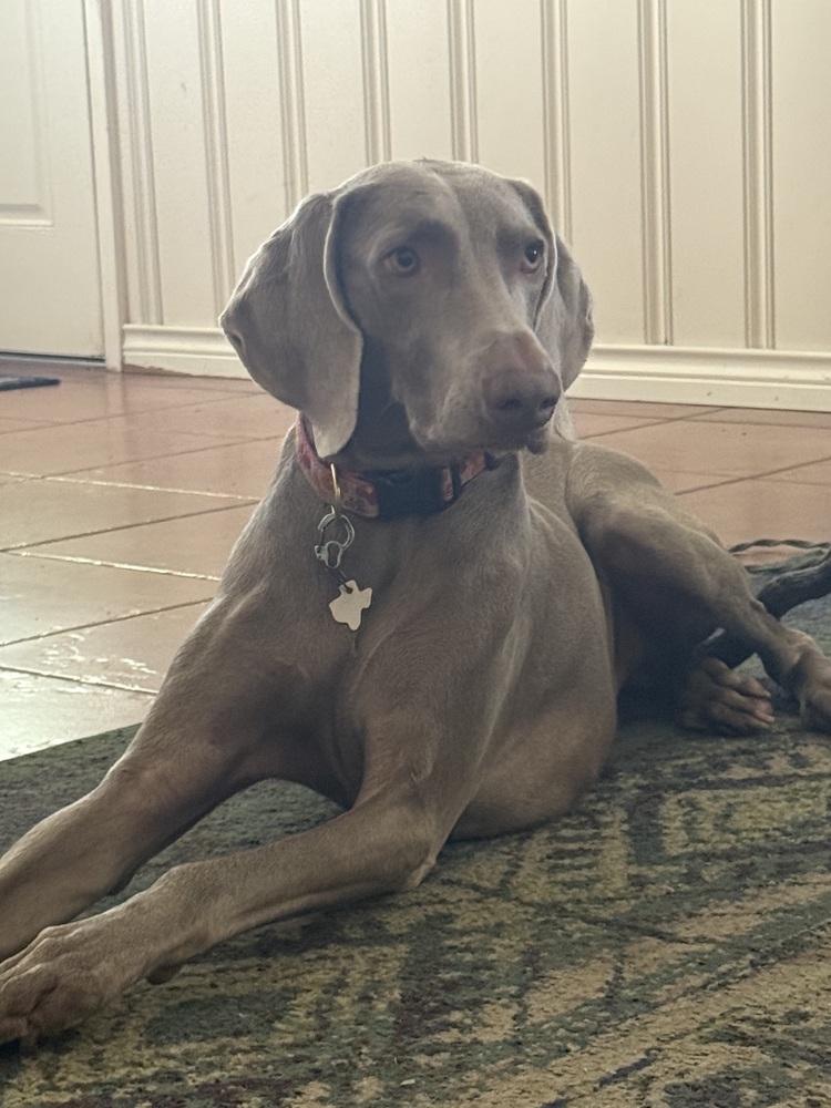 Enlarge Kimber (aka JuneBug), a Adoptable Weimaraner in Dallas, TX image 4/6