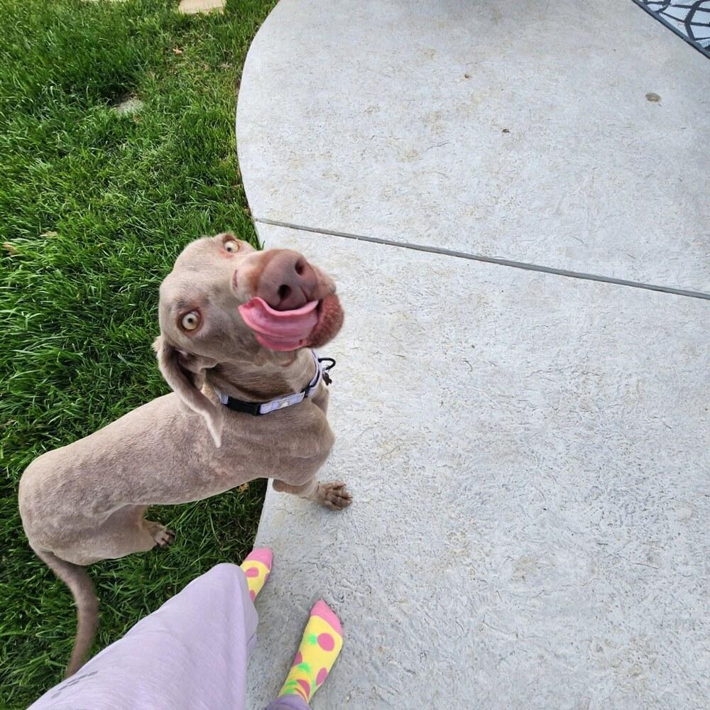 Enlarge Kimber (aka JuneBug), a Adoptable Weimaraner in Dallas, TX image 5/6