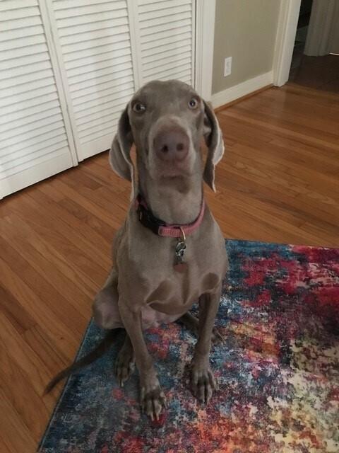 Enlarge Kimber (aka JuneBug), a Adoptable Weimaraner in Dallas, TX image 6/6