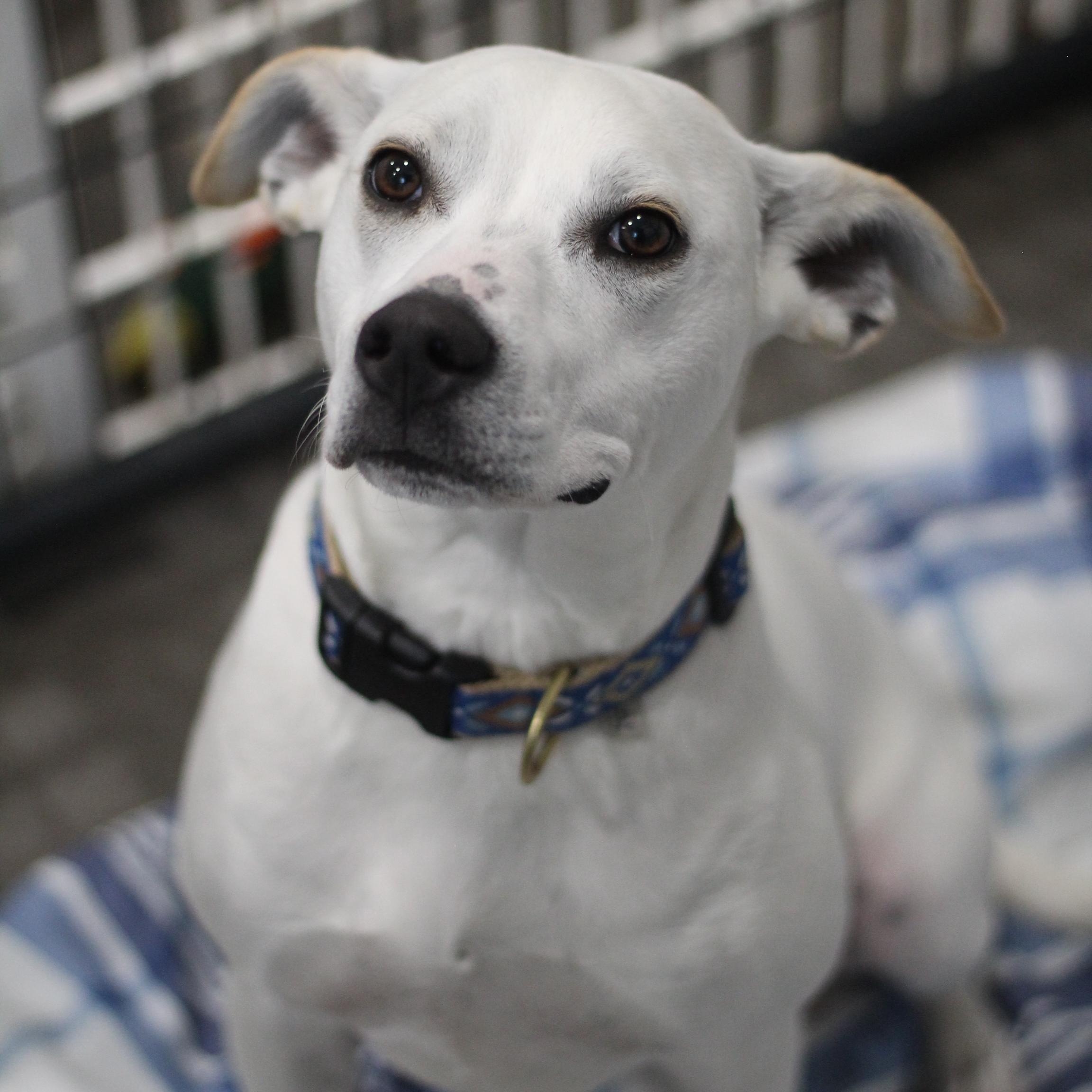 Cooper, Adoptable, Young Male Terrier.