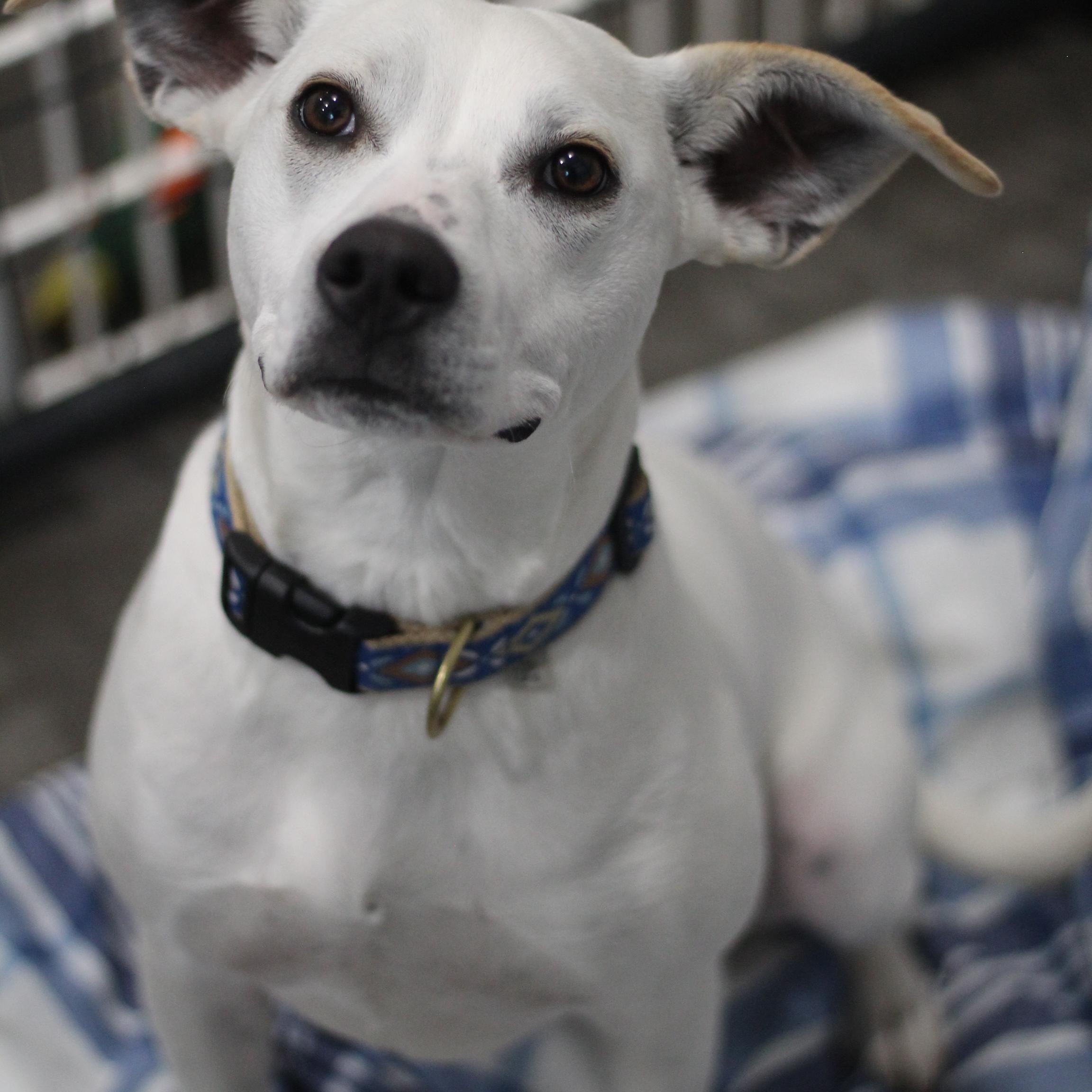 Enlarge Cooper, a Adoptable mixed breed in Ottumwa, IA image 2/2