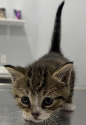 Mason, a Adoptable Domestic Short Hair in Pella, IA image 3/3