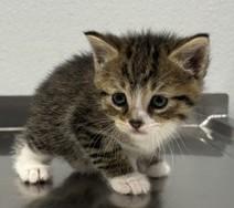 Mason, a Adoptable Domestic Short Hair in Pella, IA image 2/3