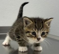 Mason, a Adoptable Domestic Short Hair in Pella, IA image 1/3