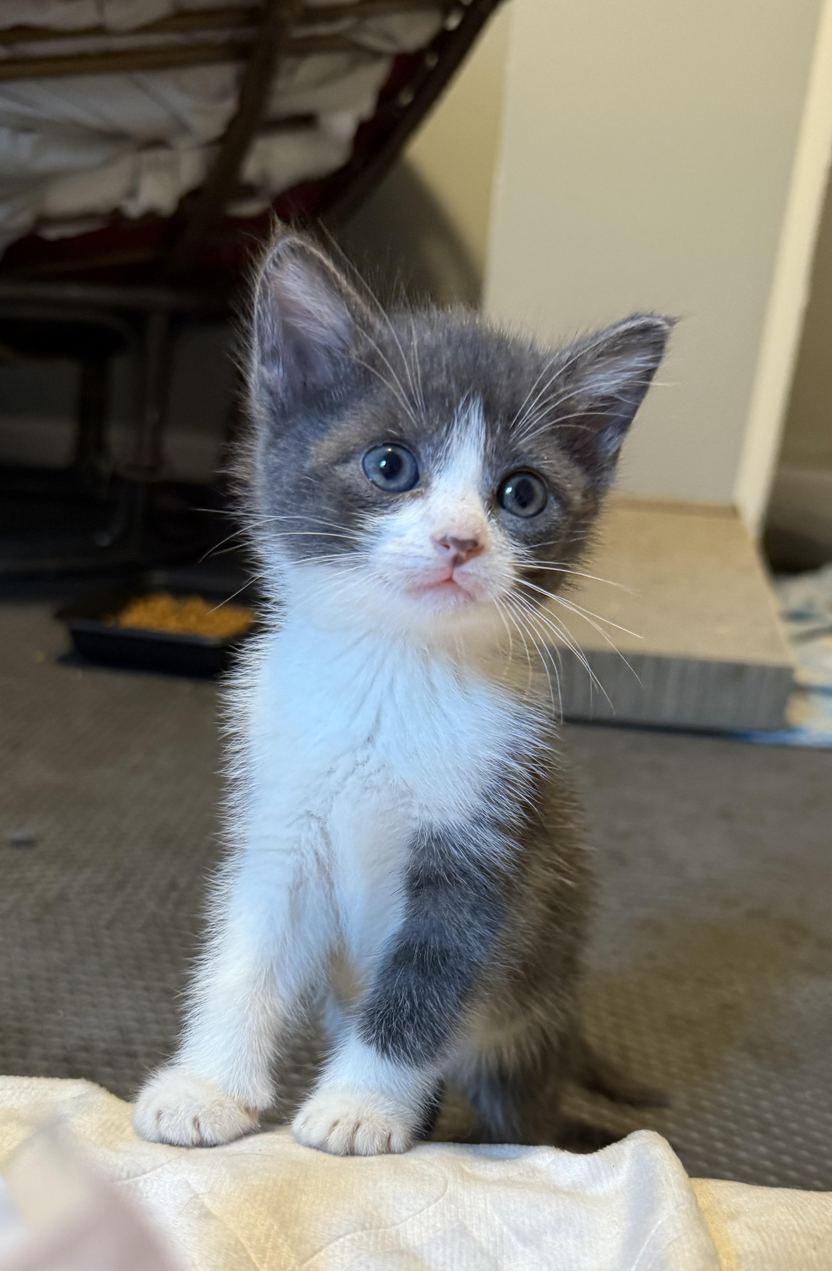 Molly