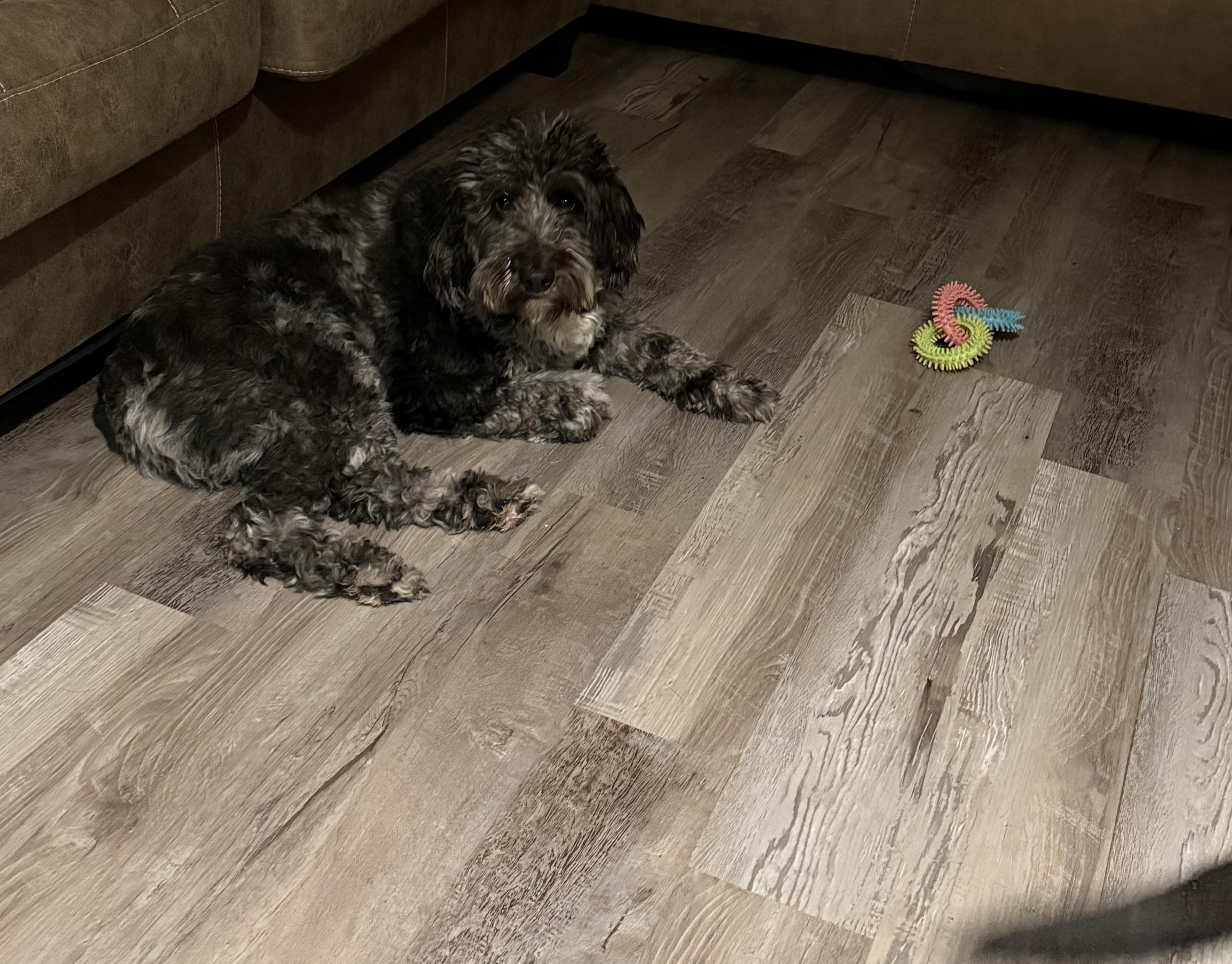 Dakota, adopted, Young Female Aussiedoodle.