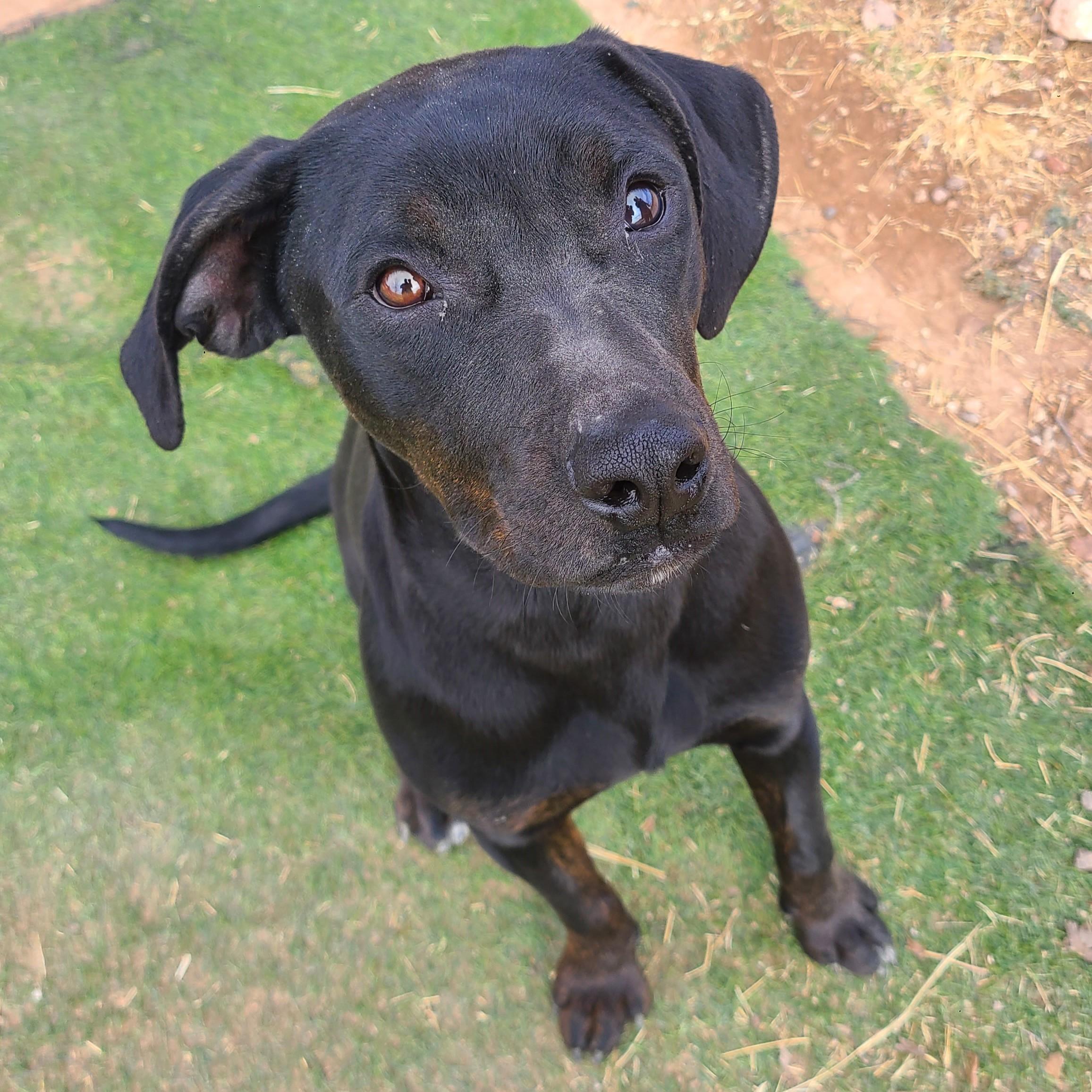 Enlarge Coal, a ADOPTABLE mixed breed in ALPINE, TX image 5/6