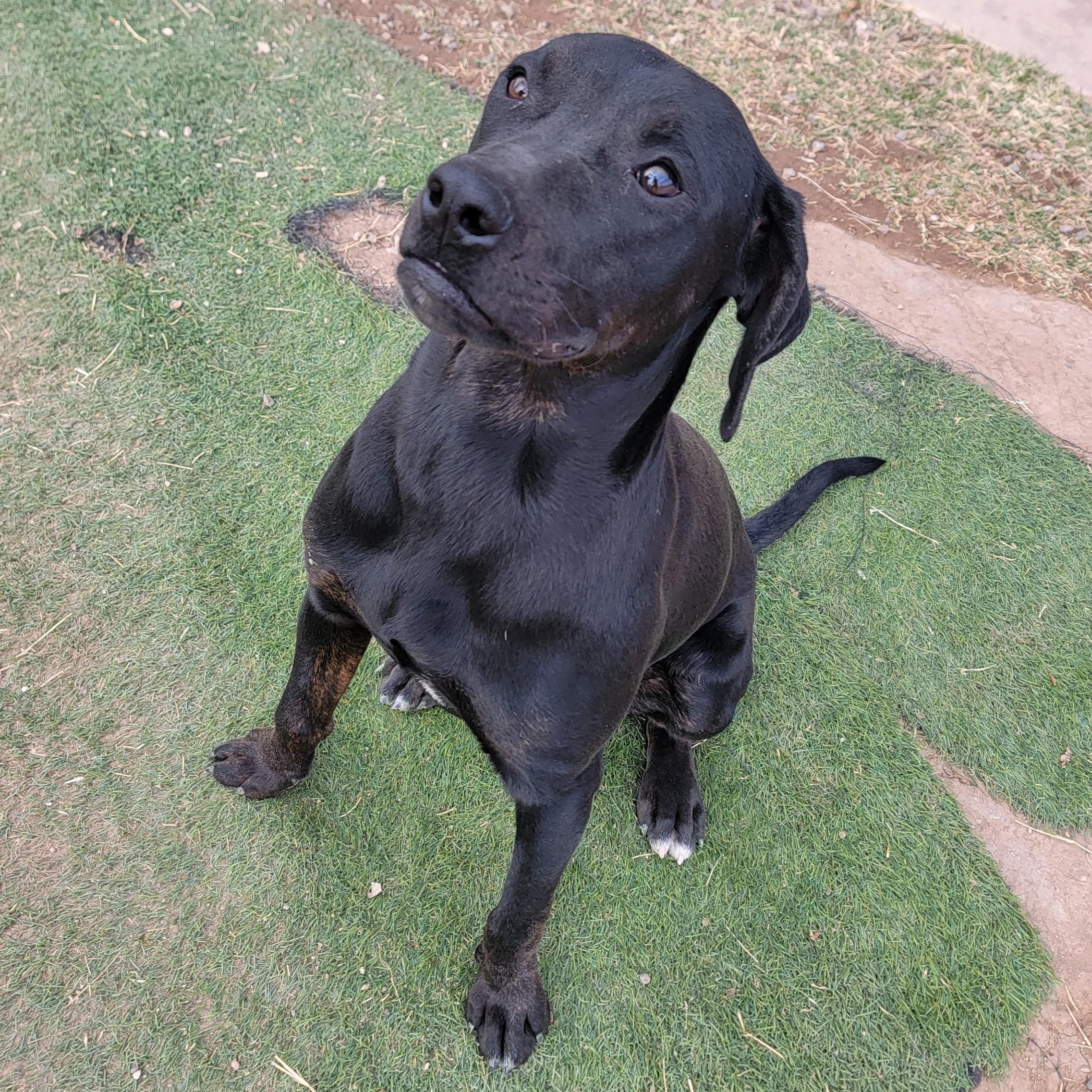 Enlarge Coal, a ADOPTABLE mixed breed in ALPINE, TX image 6/6