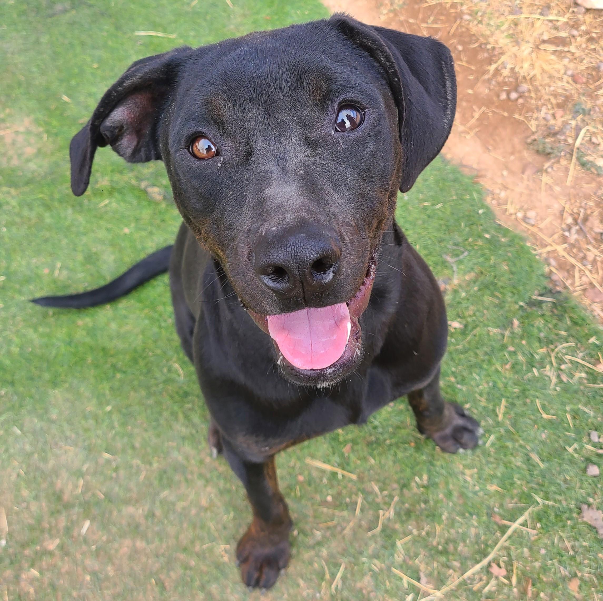 Enlarge Coal, a ADOPTABLE mixed breed in ALPINE, TX image 2/6