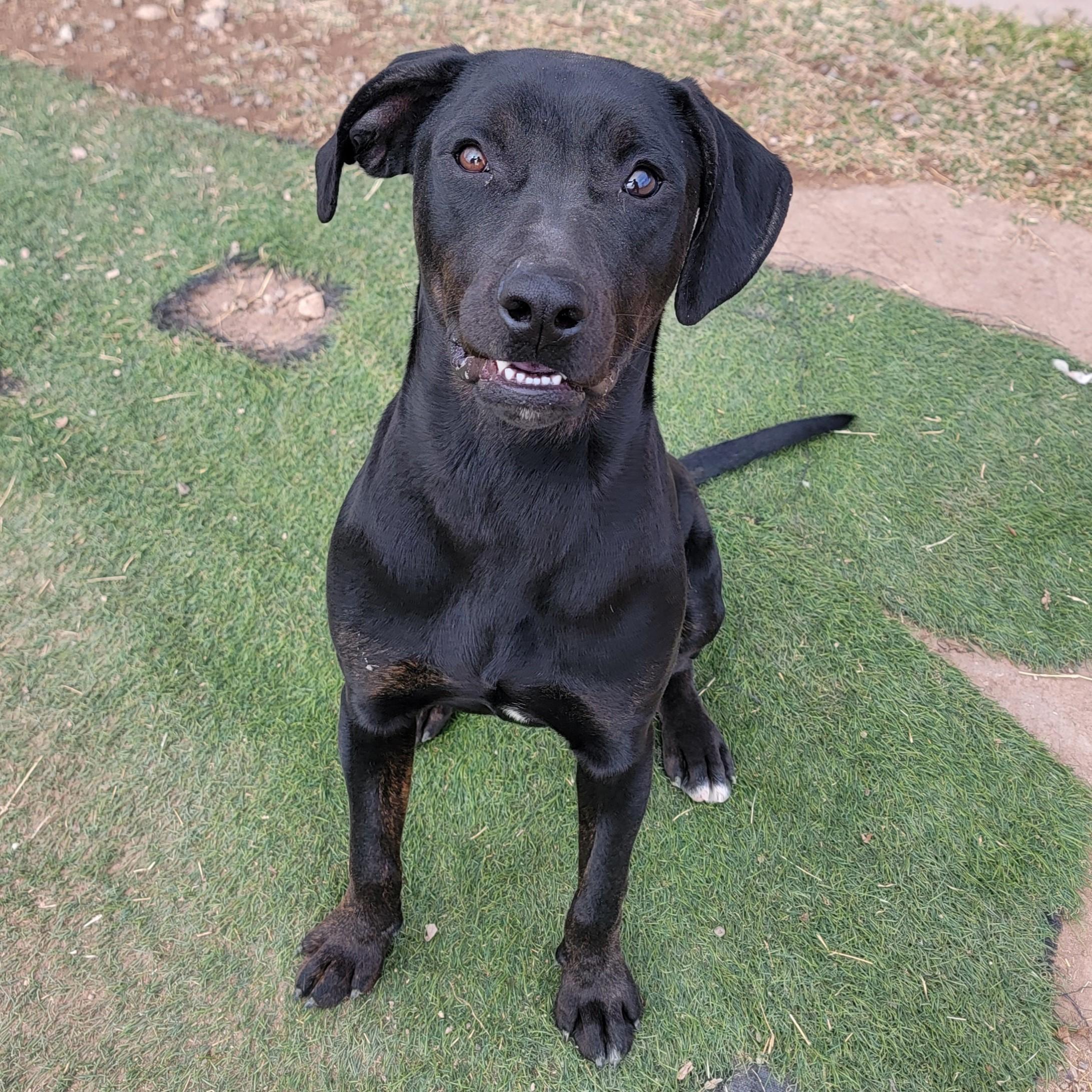Coal, ADOPTABLE, Adult Male Labrador Retriever.