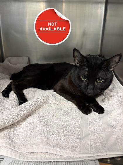 Enlarge Morningstar, a Adoptable mixed breed in Lowell, MA image 1/1