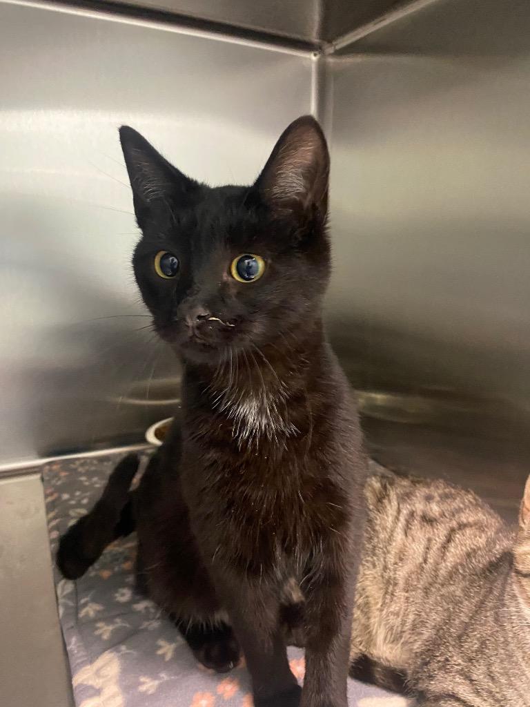 Enlarge Binx, a Adoptable mixed breed in Athens, TN image 1/1