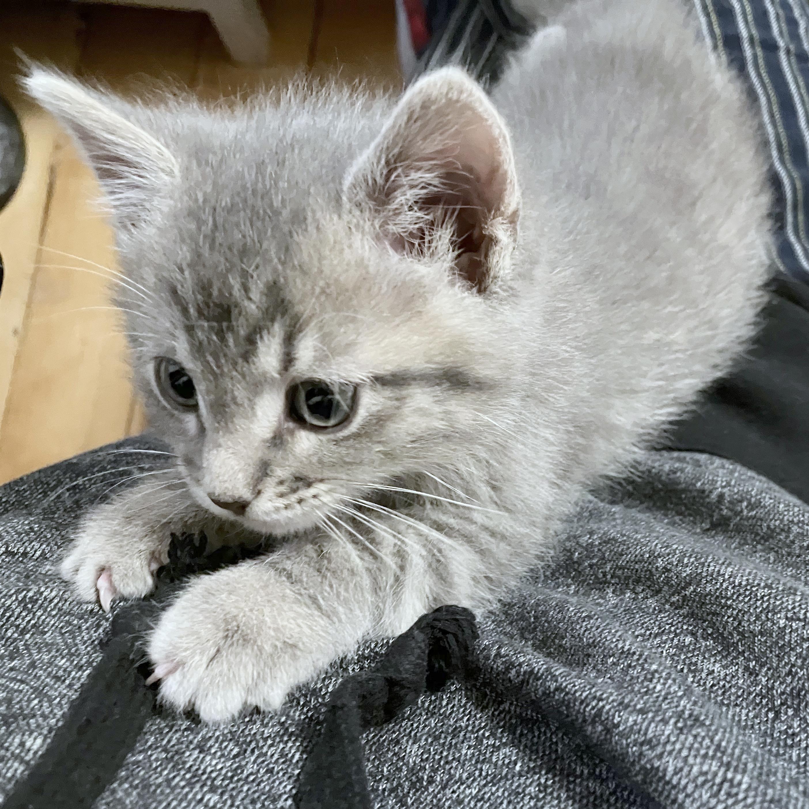 Enlarge Glow, a ADOPTABLE American Shorthair in Madison, WI image 4/4