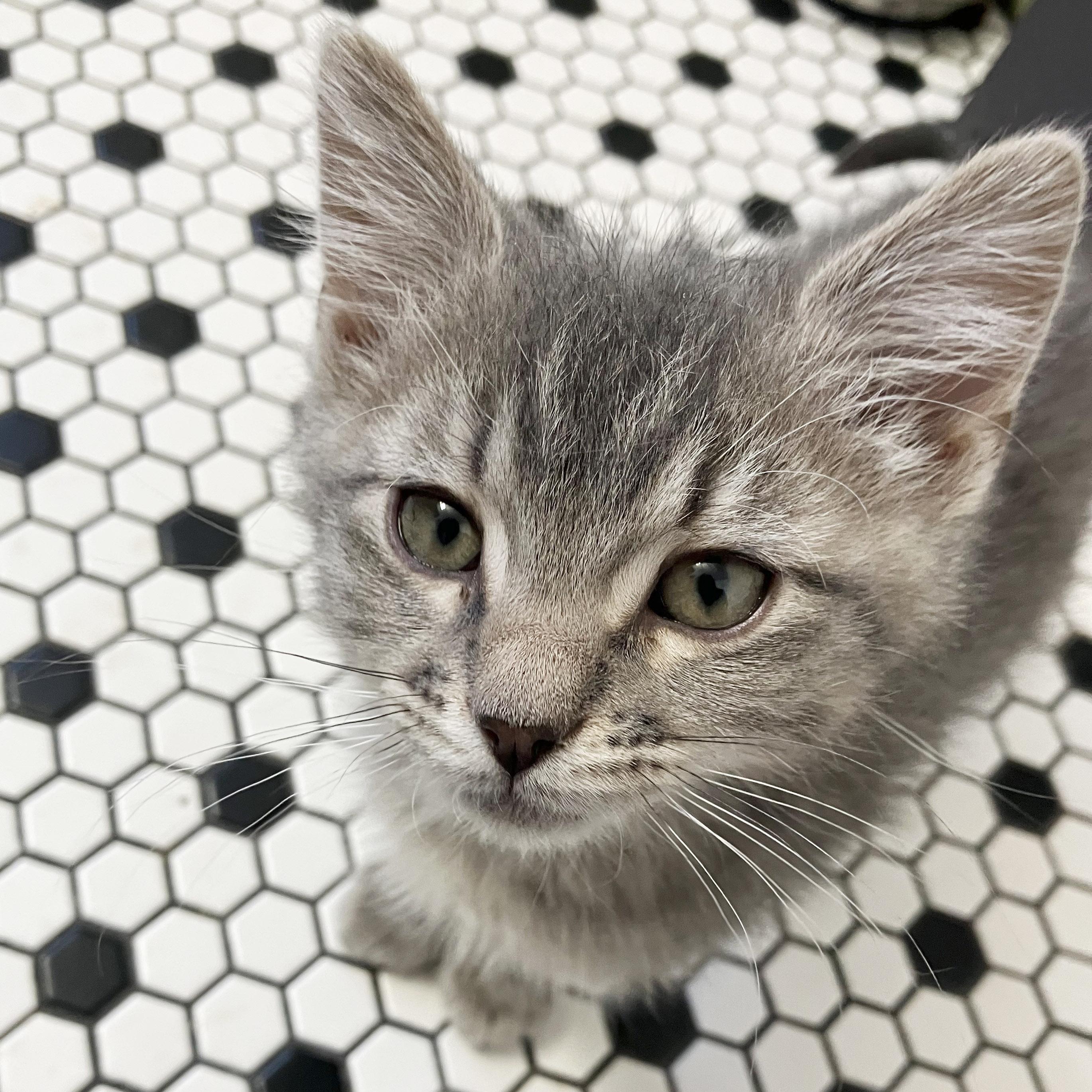 Enlarge Glow, a ADOPTABLE American Shorthair in Madison, WI image 2/4