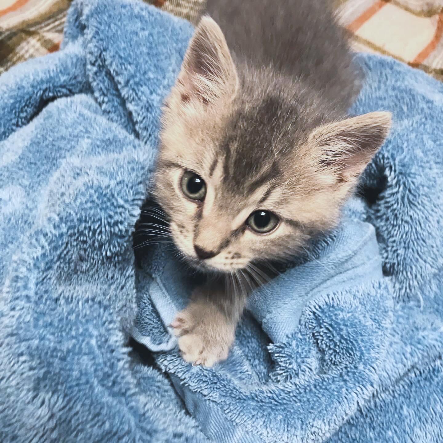 Enlarge Glow, a ADOPTABLE American Shorthair in Madison, WI image 3/4