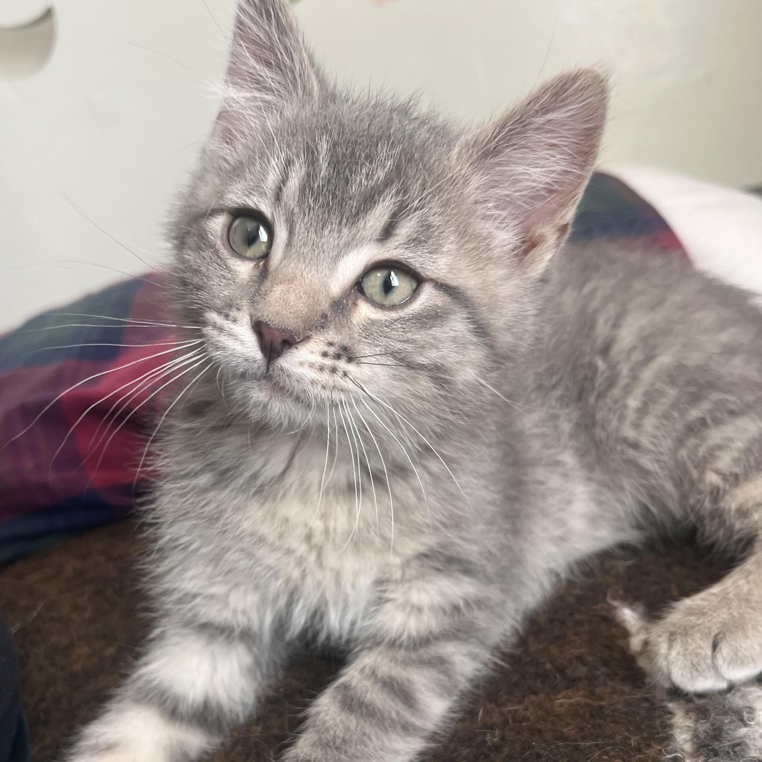 Glow, ADOPTABLE, Kitten Male American Shorthair.