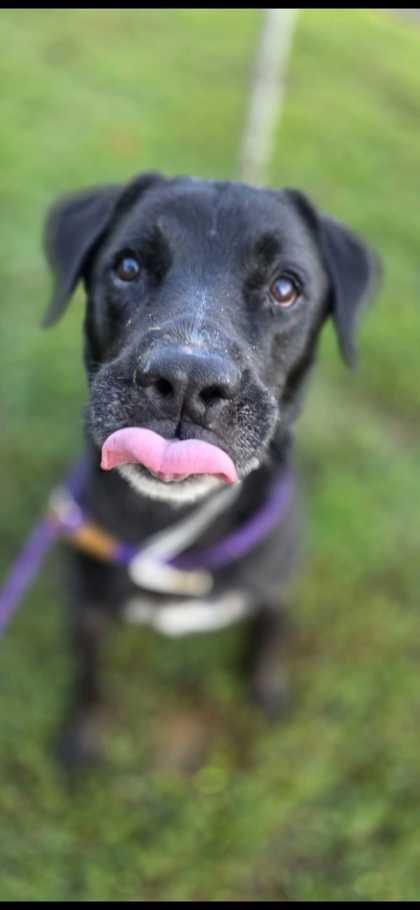 Daniel, Adoptable, Senior Male Pit Bull Terrier.