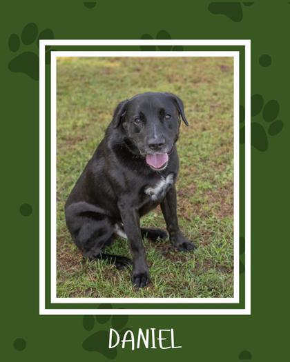 Daniel, a Adoptable mixed breed in Sevierville, TN image 1/4