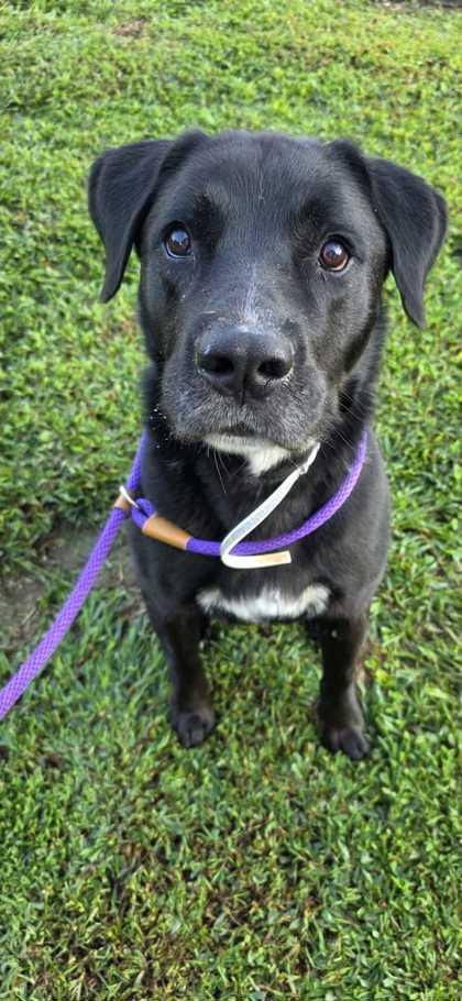 Enlarge Daniel, a Adoptable mixed breed in Sevierville, TN image 2/3