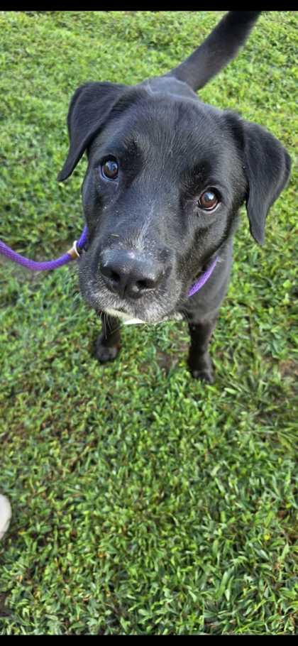 Enlarge Daniel, a Adoptable mixed breed in Sevierville, TN image 3/3