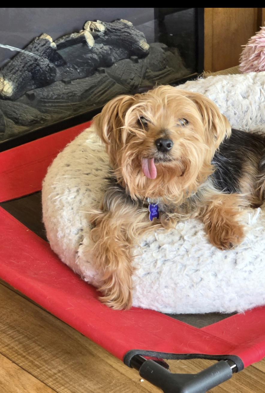 Enlarge Chuckie, a ADOPTABLE Yorkshire Terrier in Jamestown, ND image 2/6