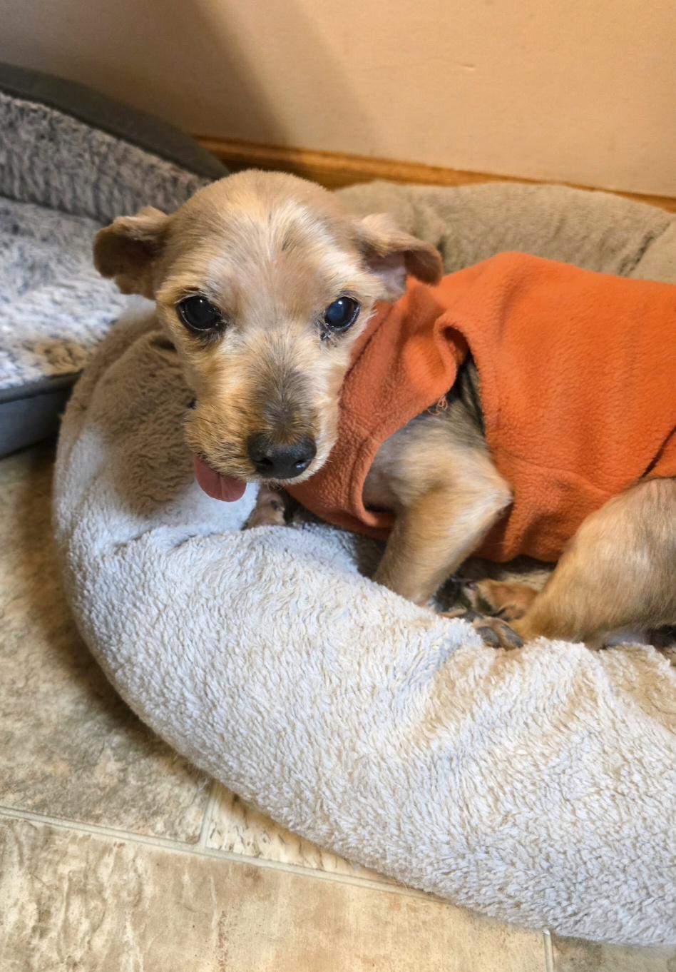 Enlarge Chuckie, a ADOPTABLE Yorkshire Terrier in Jamestown, ND image 3/6