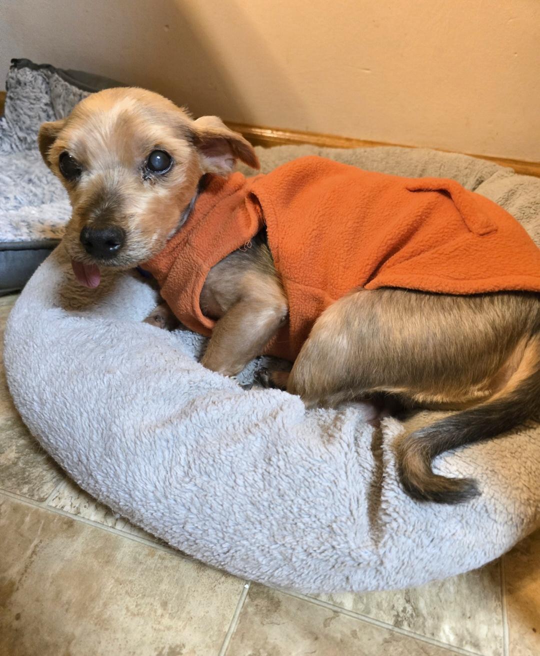 Chuckie, ADOPTABLE, Senior Male Yorkshire Terrier.