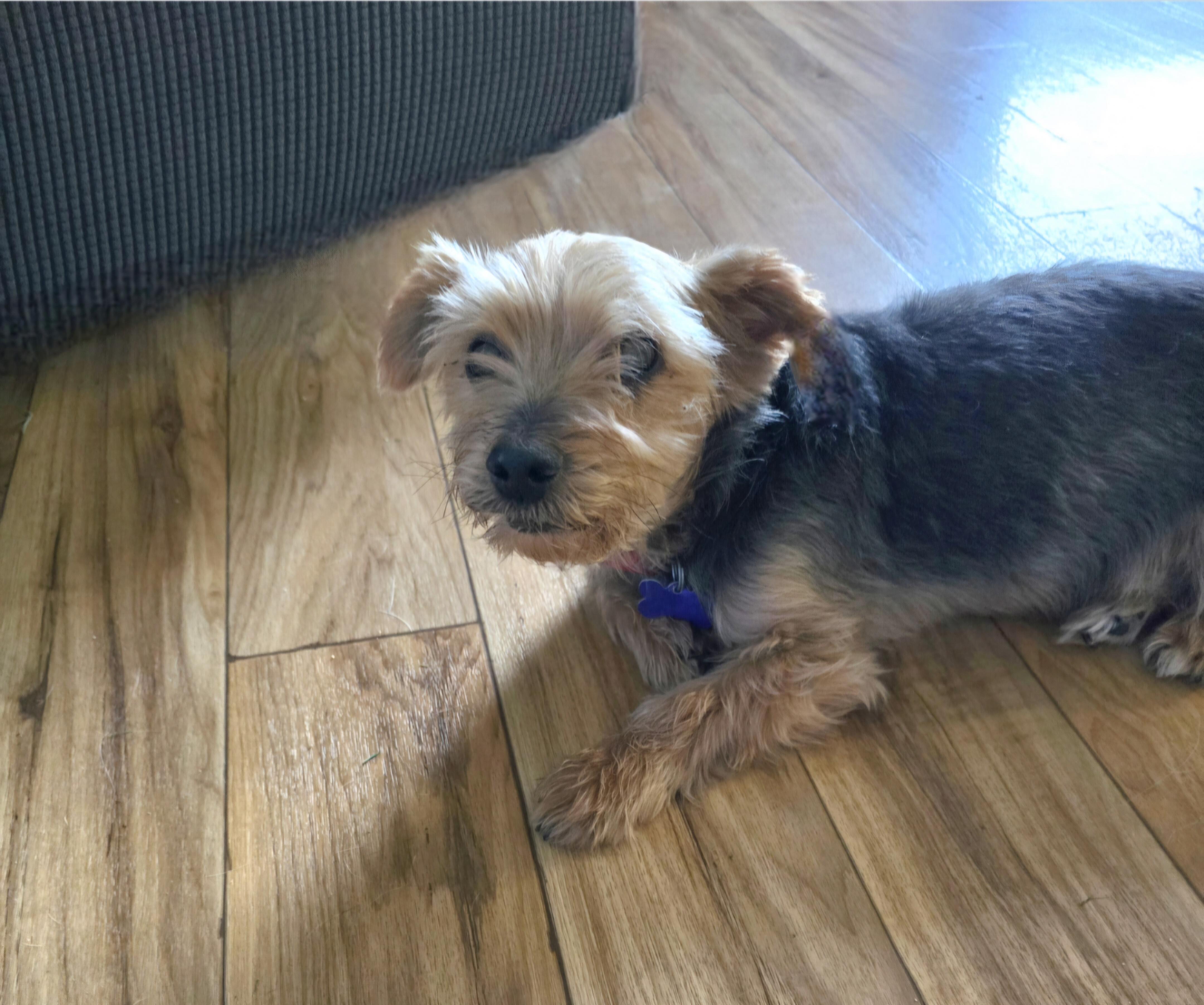 Enlarge Chuckie, a ADOPTABLE Yorkshire Terrier in Jamestown, ND image 4/6