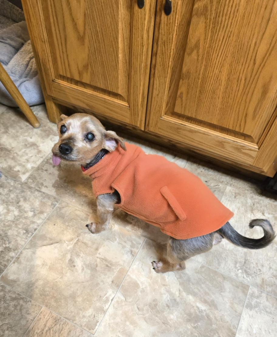 Enlarge Chuckie, a ADOPTABLE Yorkshire Terrier in Jamestown, ND image 4/6