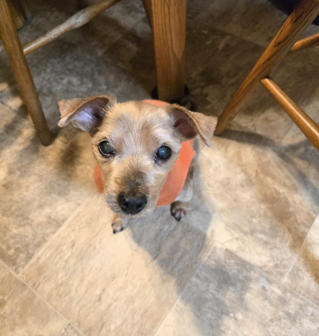 Enlarge Chuckie, a ADOPTABLE Yorkshire Terrier in Jamestown, ND image 5/6
