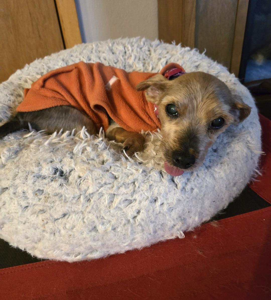 Enlarge Chuckie, a ADOPTABLE Yorkshire Terrier in Jamestown, ND image 6/6