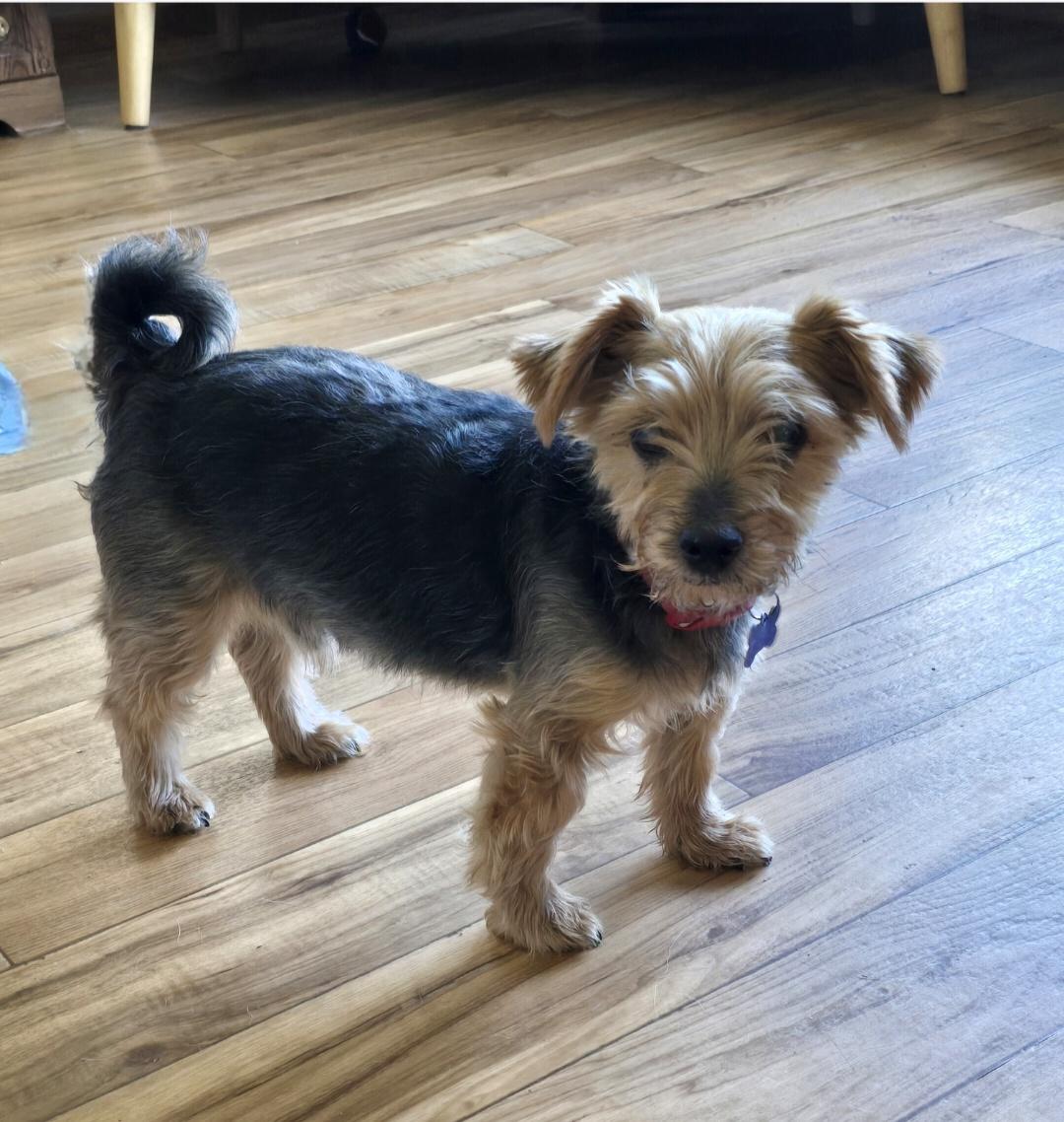 Chuckie, ADOPTABLE, Senior Male Yorkshire Terrier.